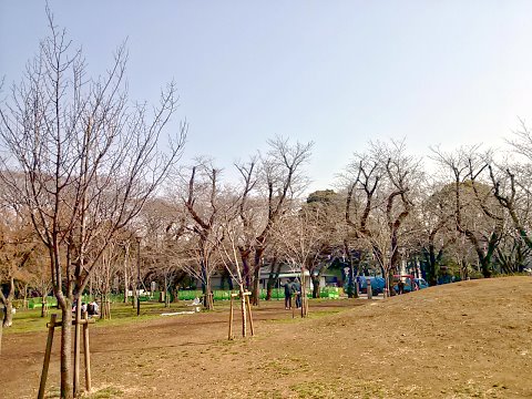 飛鳥山公演の桜